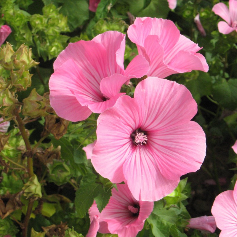 Bechermalve Zierpflanze Blumen und Zierpflanzen