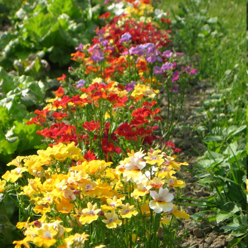 Elfenspiegel bunt Blumen und Zierpflanzen