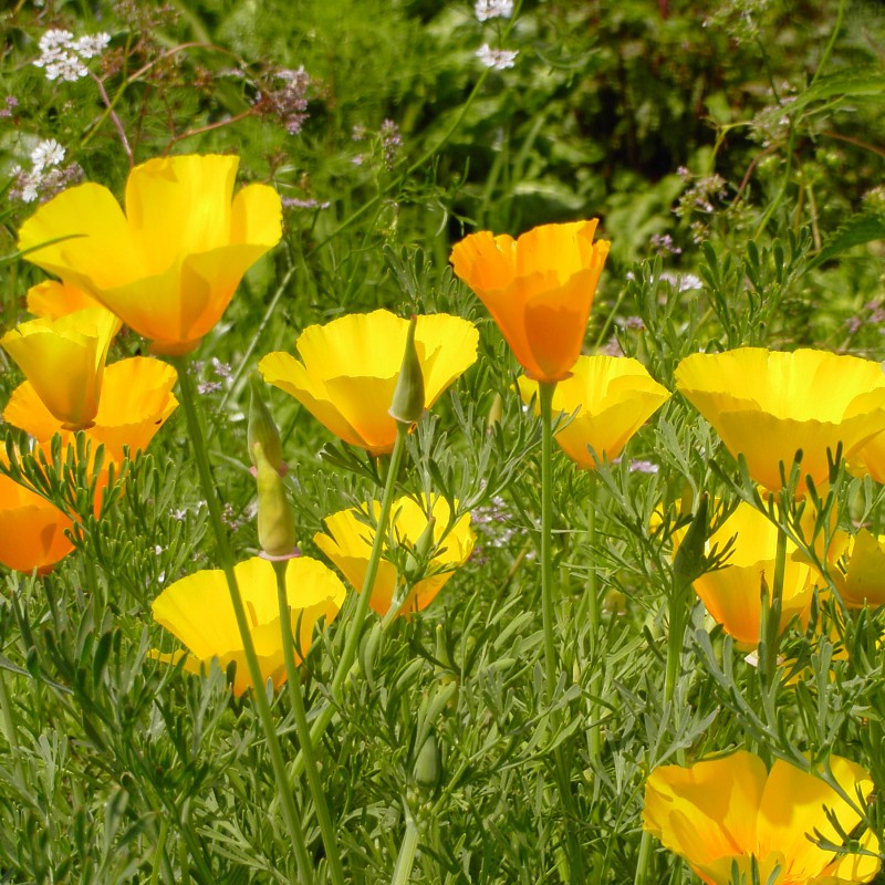 Goldmohn gelborange Zierpflanze