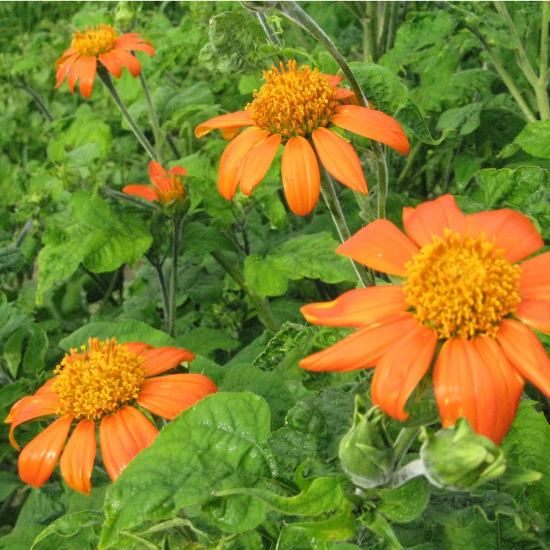 Mexikanische Sonnenblume Zierpflanze