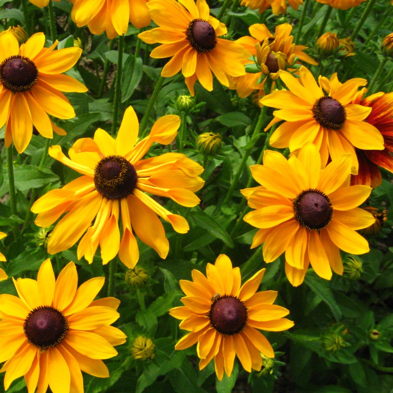 Sonnenhut Zierpflanze Blumen und Zierpflanzen