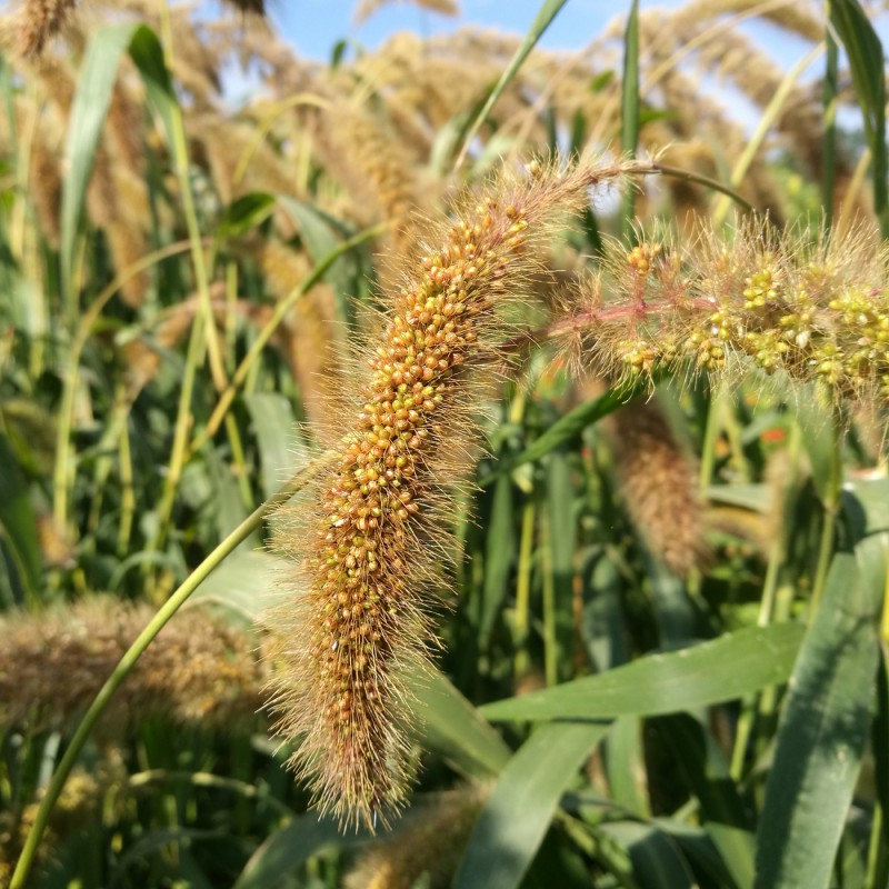 Kolbenhirse Futterpflanze Blumen und Zierpflanzen