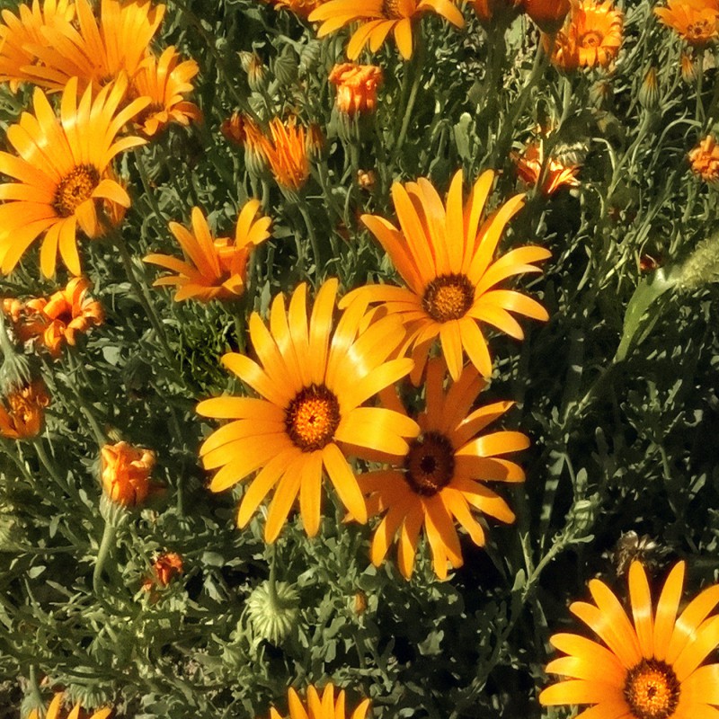 Kapringelblume, Buschige Zierpflanze Blumen und Zierpflanzen
