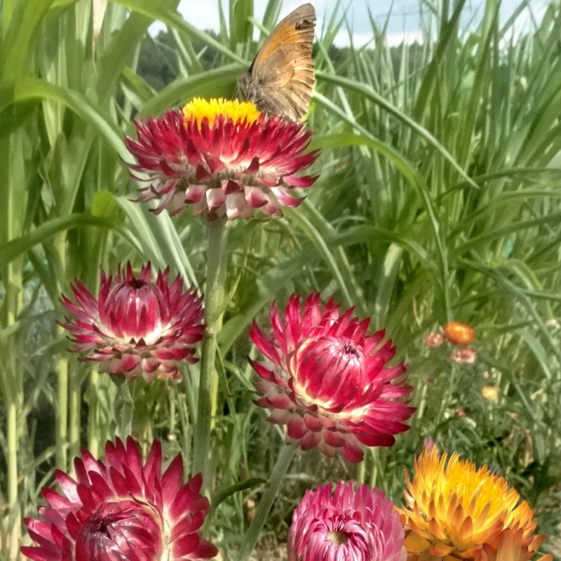 Strohblume Hohe Blumen und Zierpflanzen