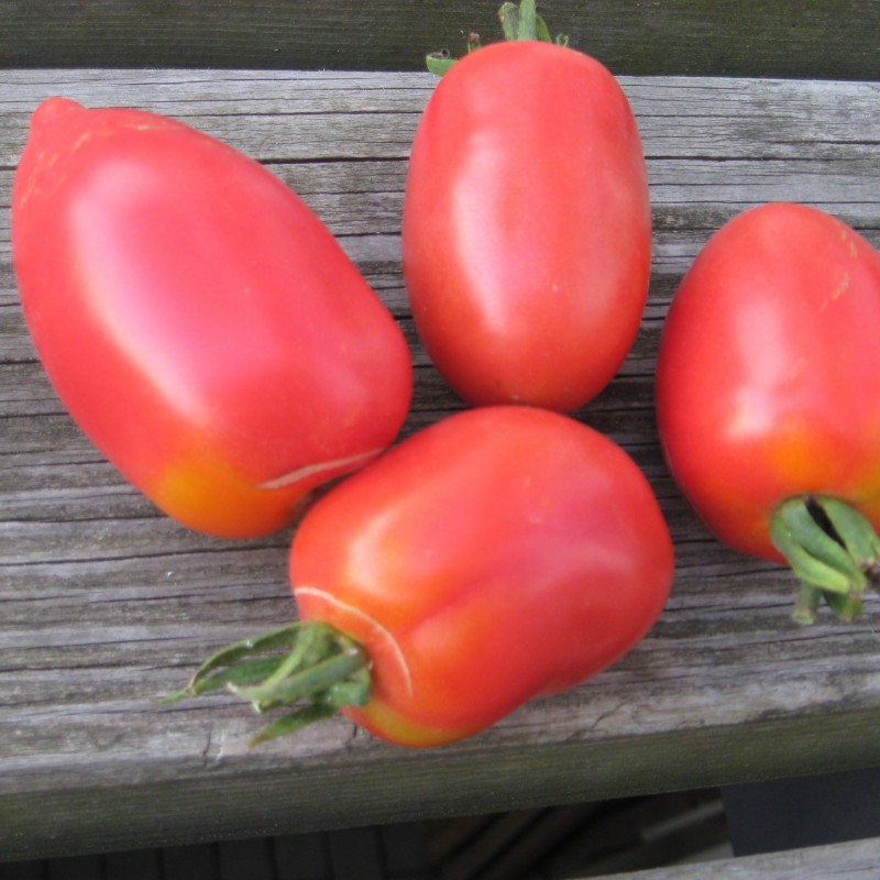 Tomate - Rote Zora - Tomaten