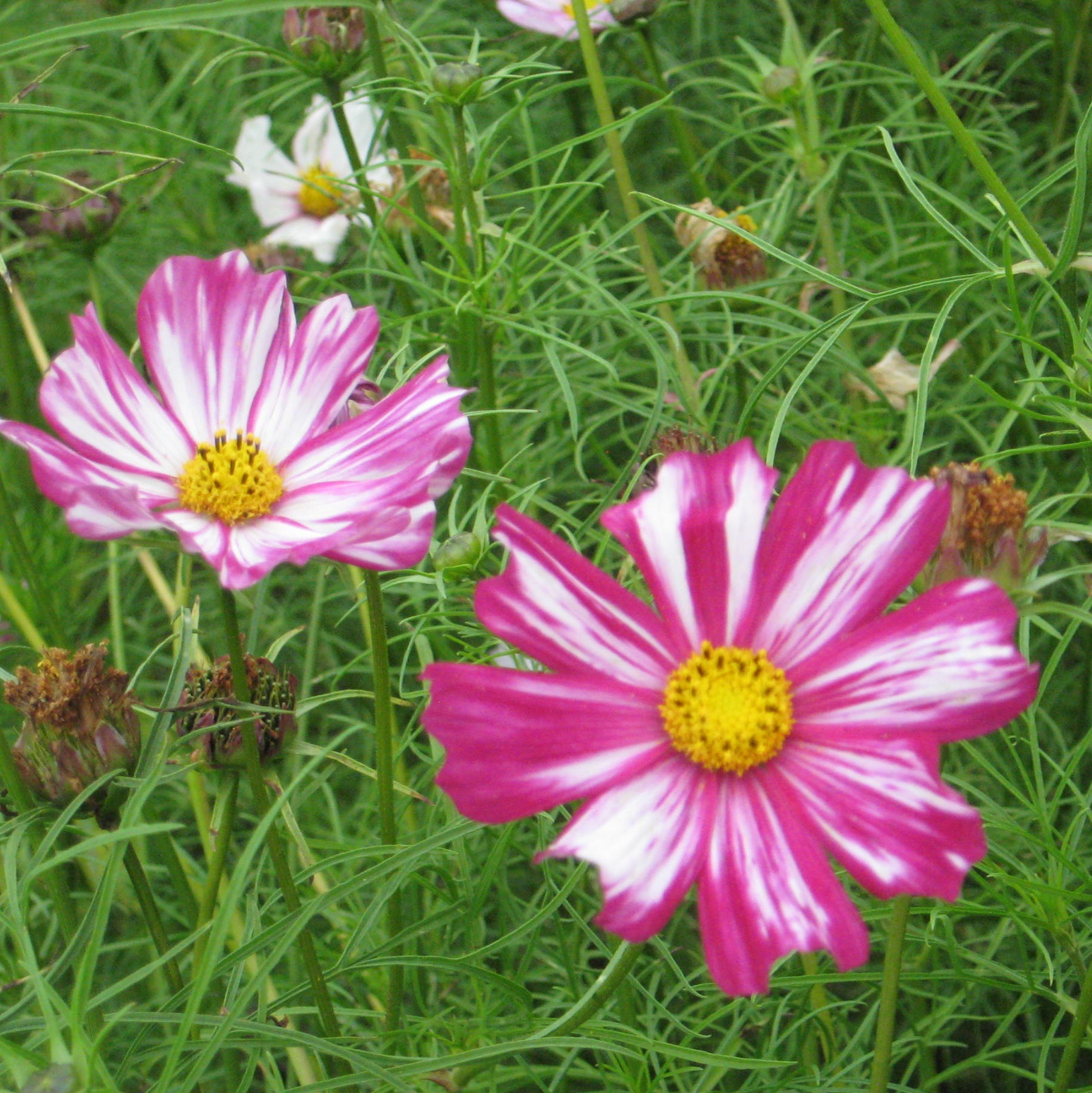 Cosmea Picotee Blumen und Zierpflanzen