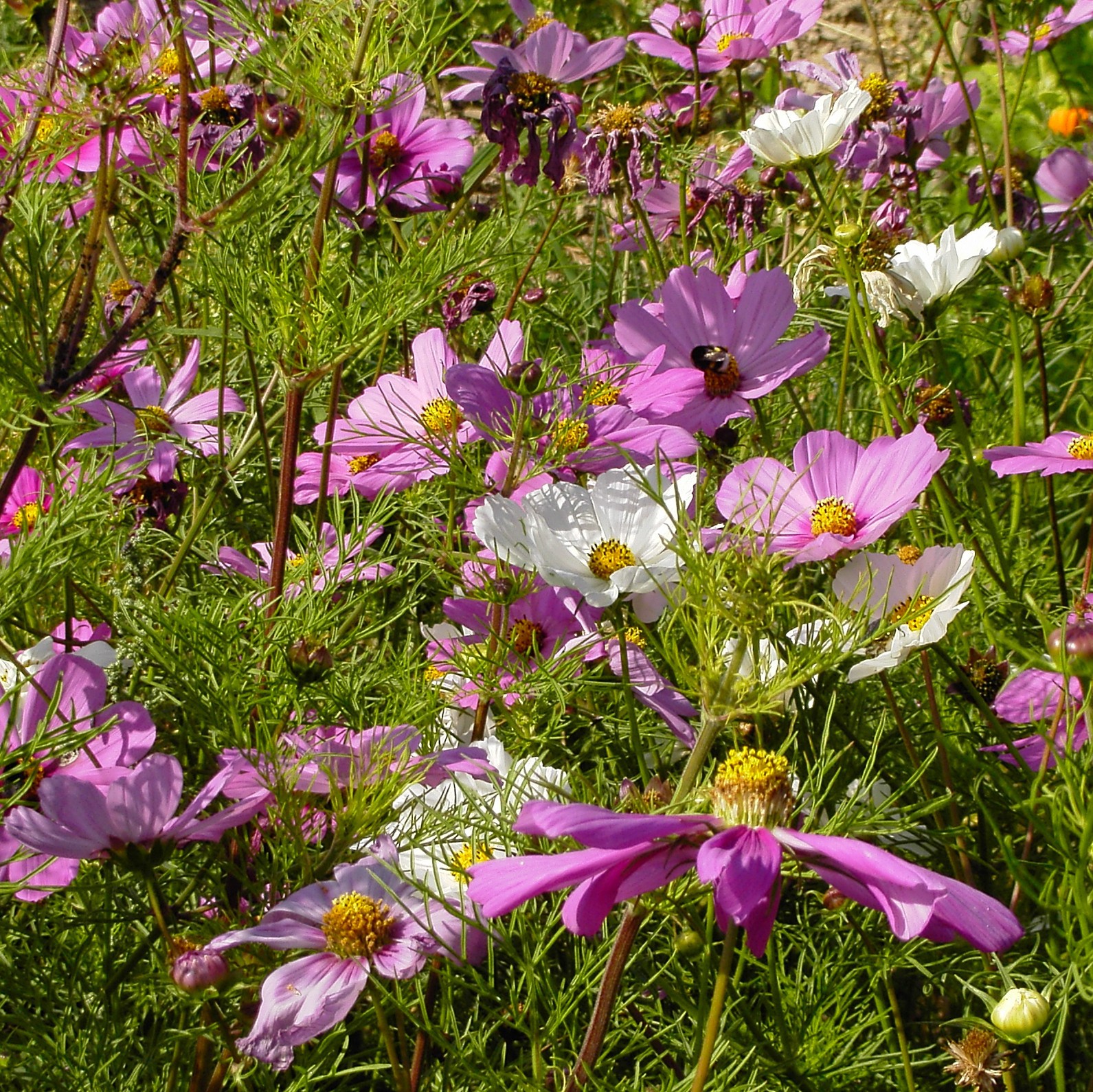 Cosmea weißlila Blumen und Zierpflanzen
