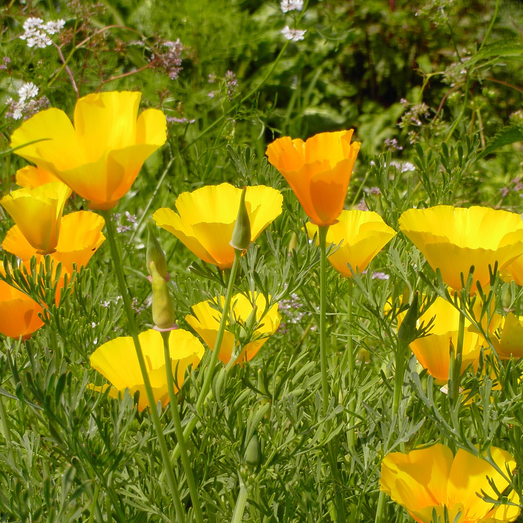 Goldmohn gelborange Zierpflanze Blumen und Zierpflanzen