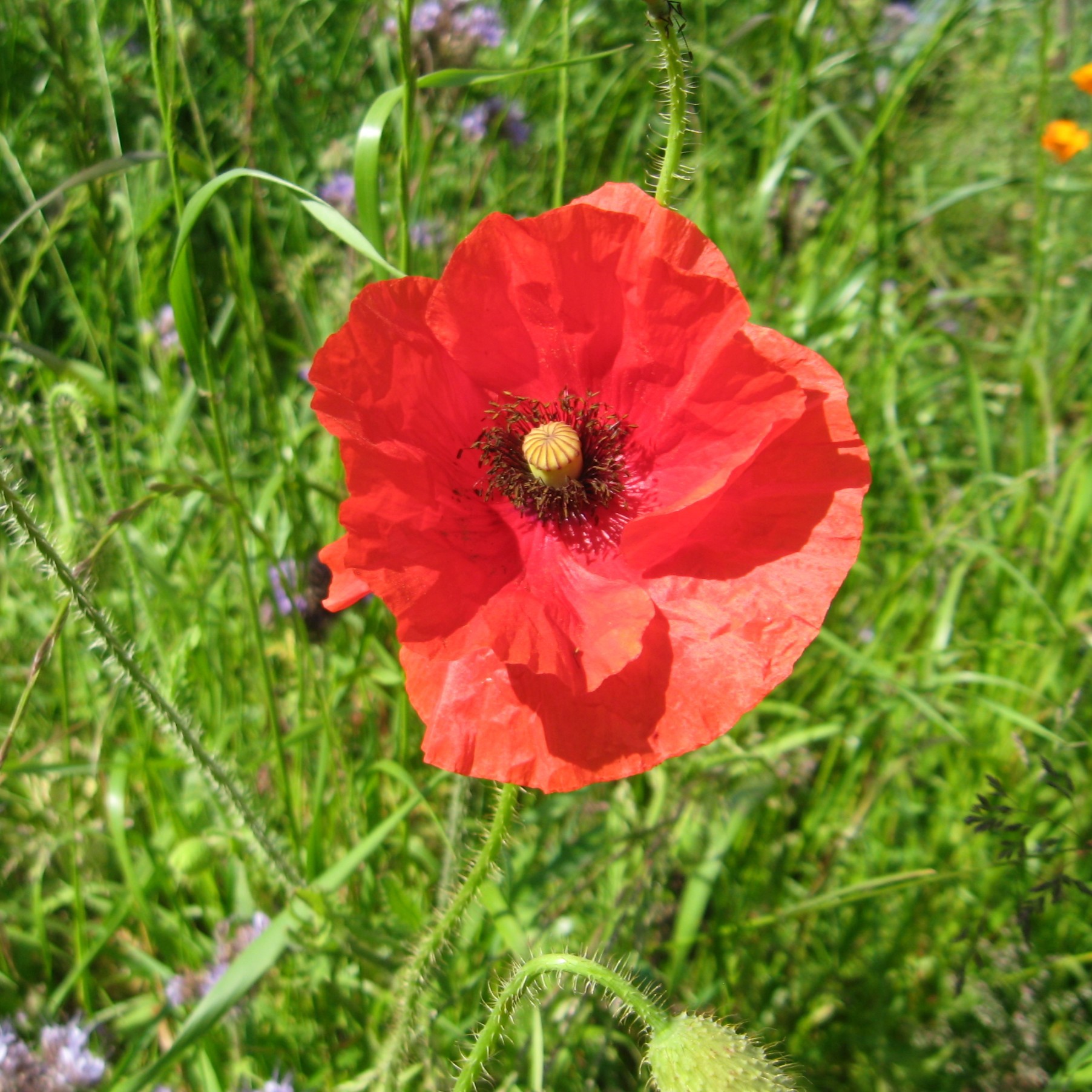 Klatschmohn Wildpflanze Blumen und Zierpflanzen