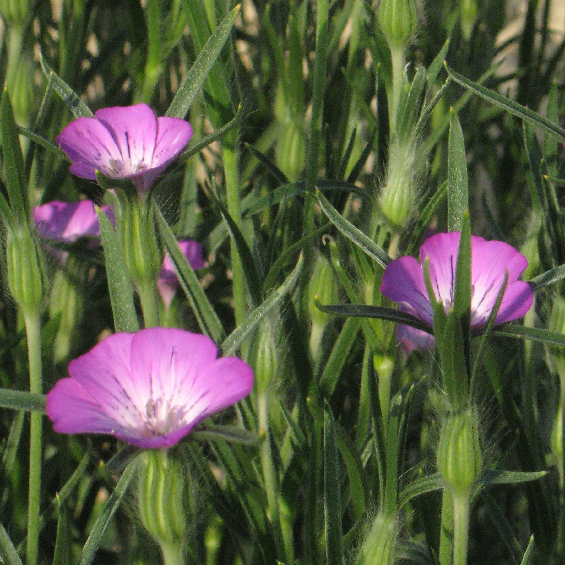 Kornrade Wildkraut Blumen und Zierpflanzen