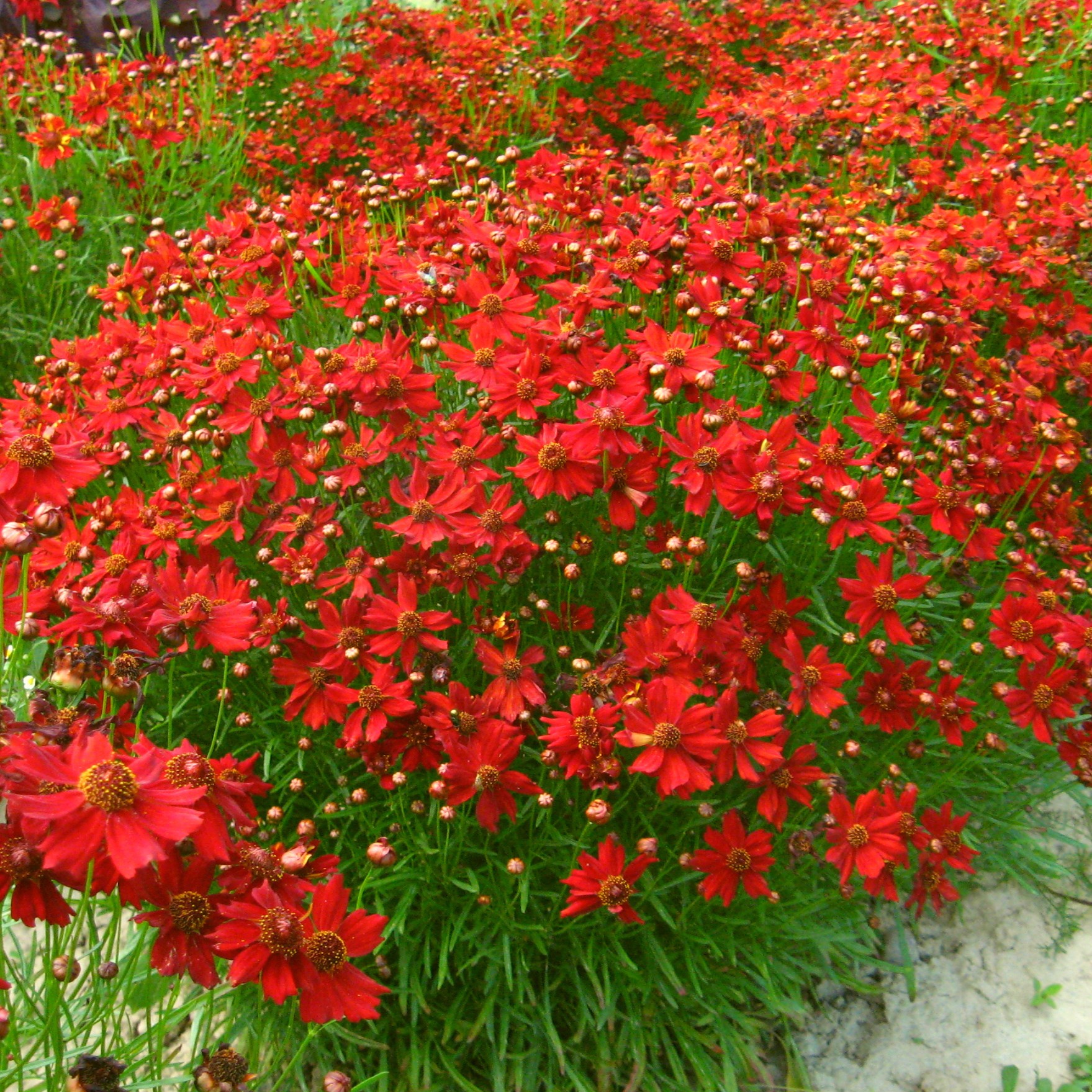 Mädchenauge niedrig, rot Blumen und Zierpflanzen
