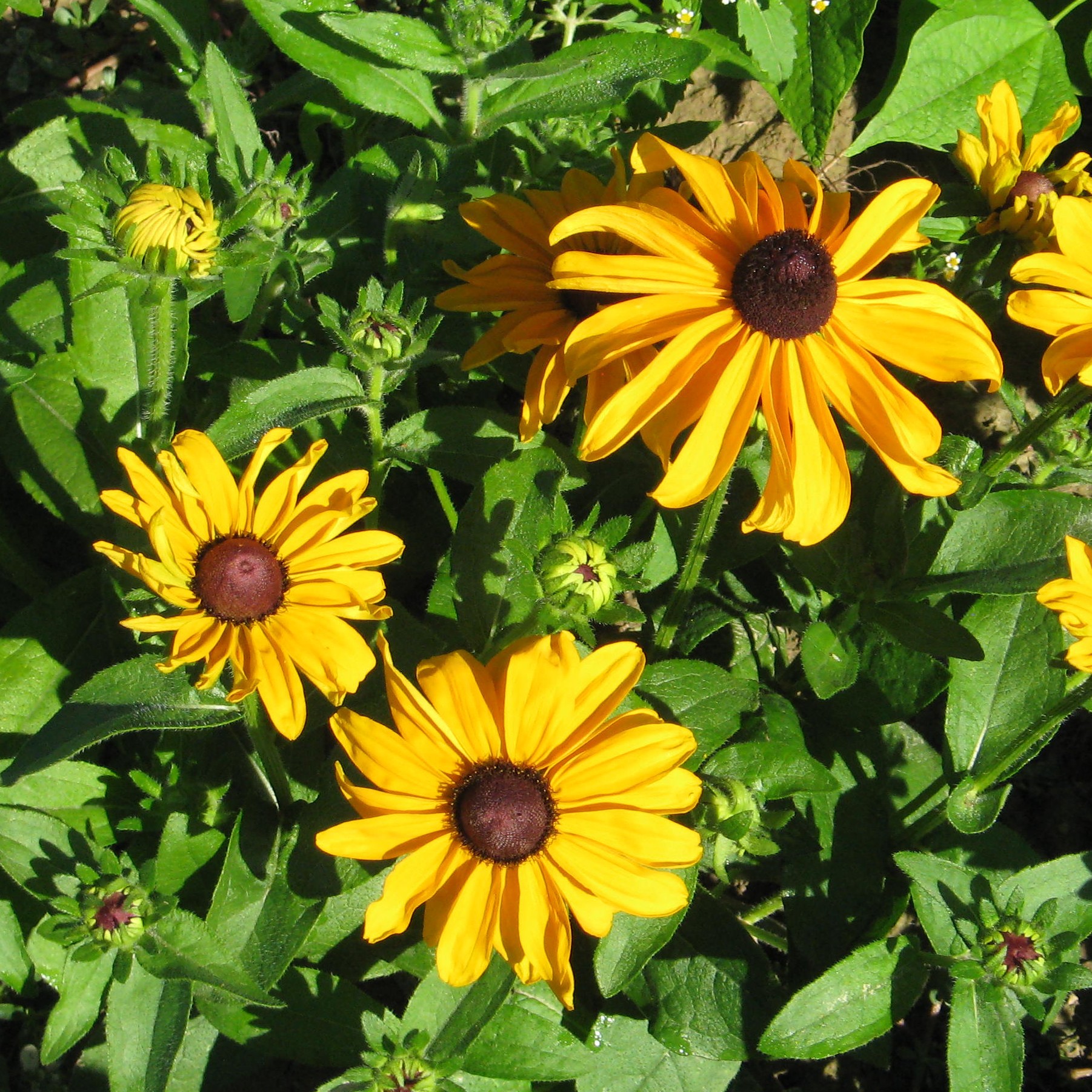 Sonnenhut Zierpflanze Blumen und Zierpflanzen