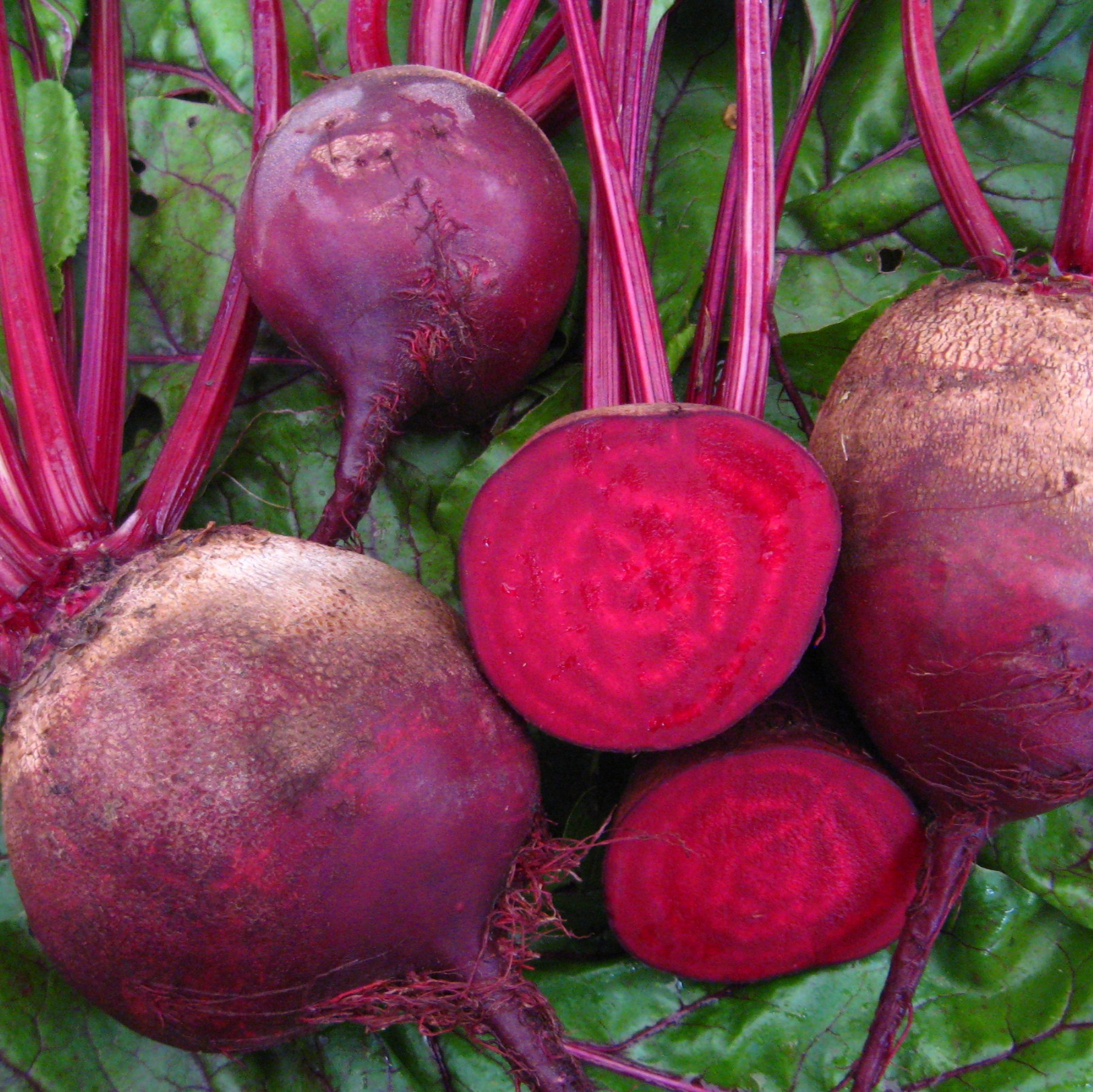 Rote Bete - Rote Kugel 2 - Gemüse