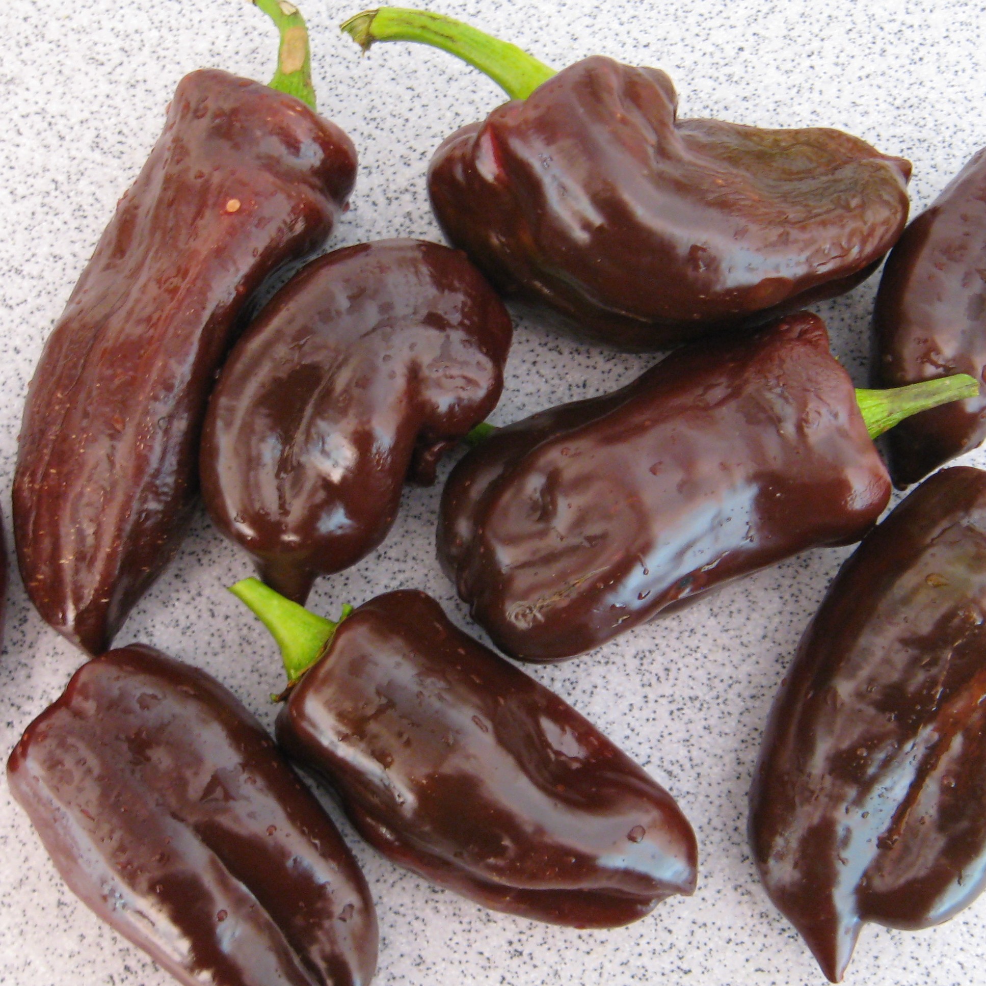 Paprika, Block Sweet Chocolate Gemüse