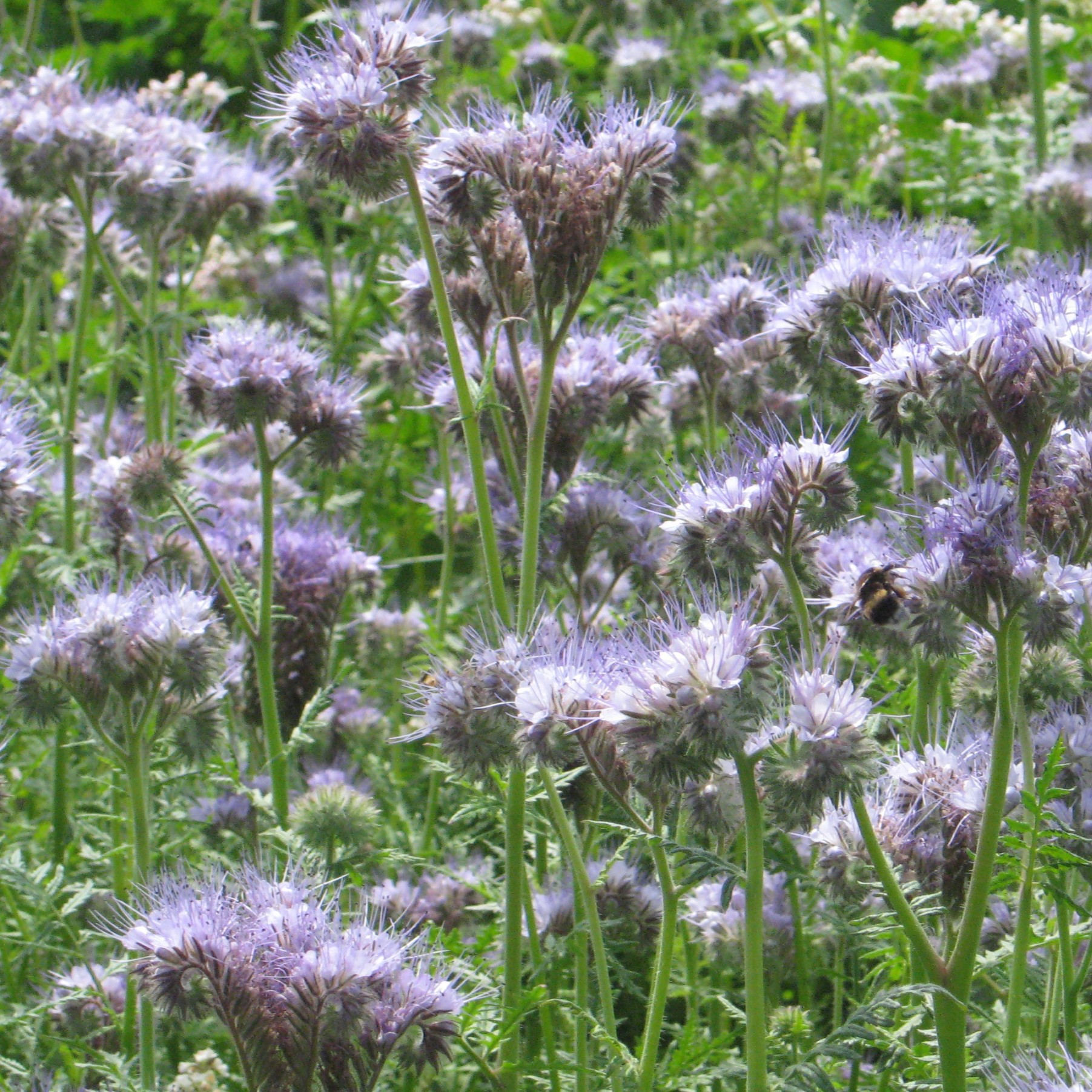 Phacelia Zierpflanze und Gründüngung Blumen und Zierpflanzen