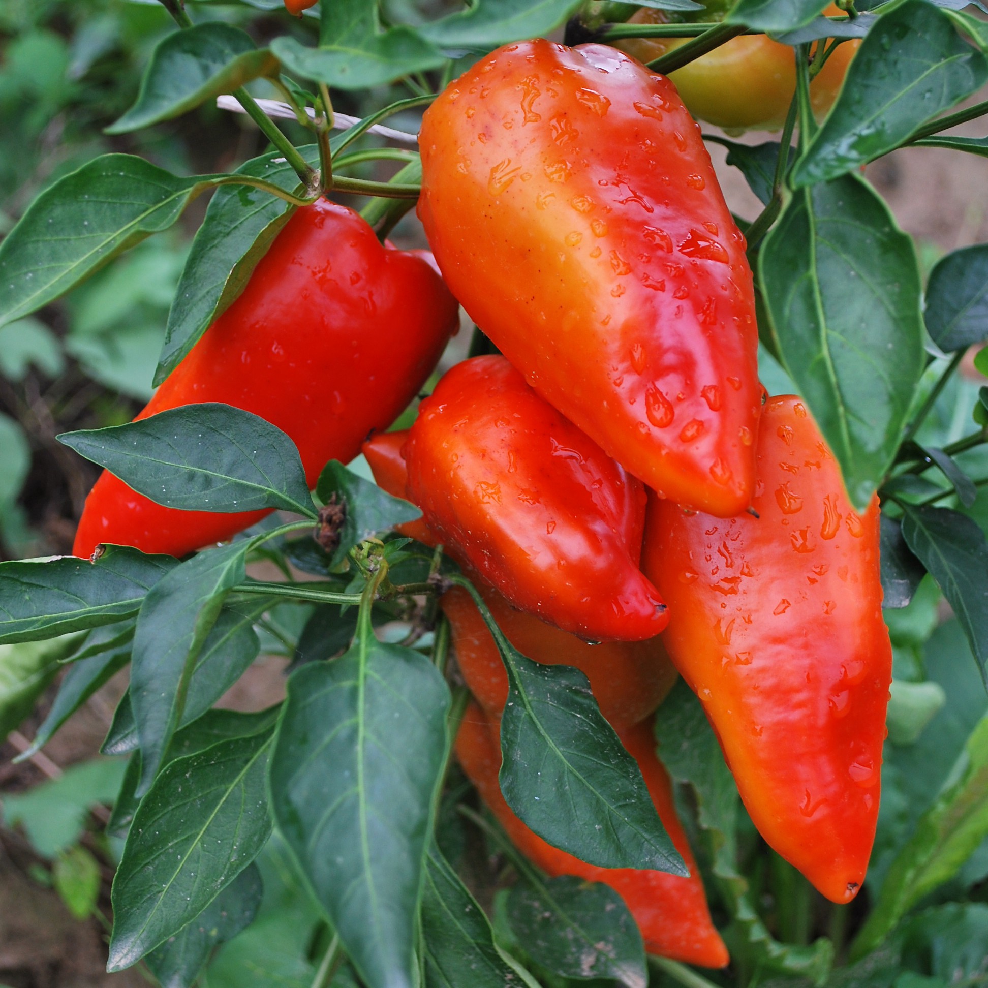 Paprika, Block Roter Augsburger Paprika