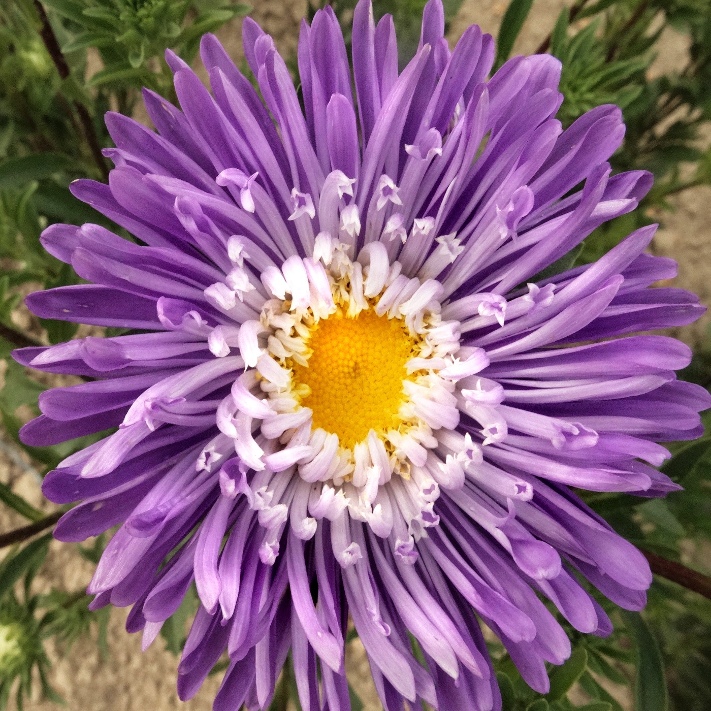 Sommeraster, Mischung Zierpflanze Blumen und Zierpflanzen