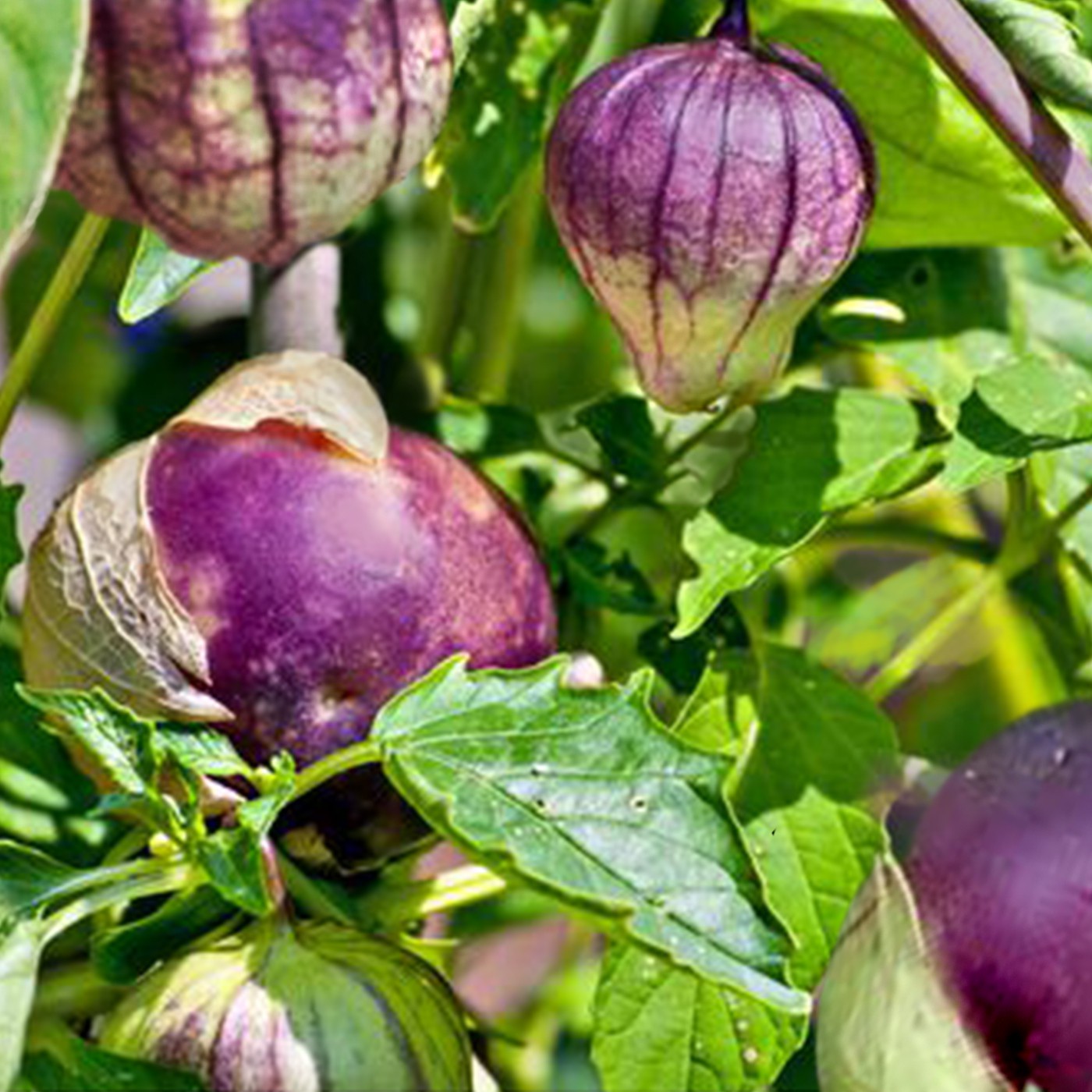 Tomatillo Purple de Milpa Gemüse