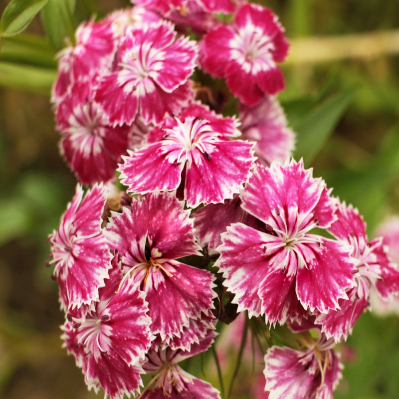 Bartnelke Rote Mischung Blumen und Zierpflanzen