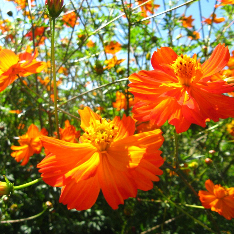 Cosmea Orange Blumen und Zierpflanzen