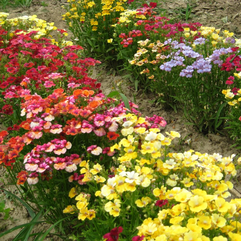 Elfenspiegel bunt Blumen und Zierpflanzen
