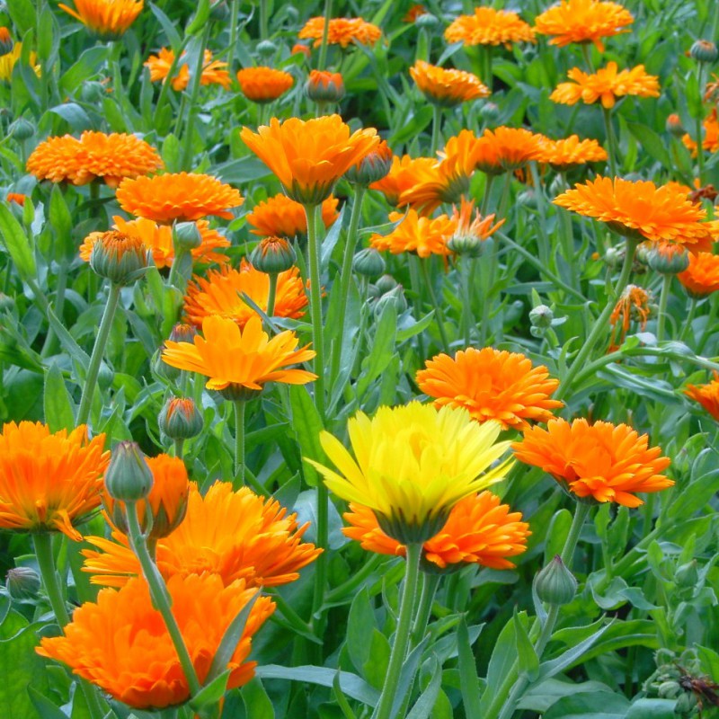 Ringelblume Zierpflanze Blumen und Zierpflanzen