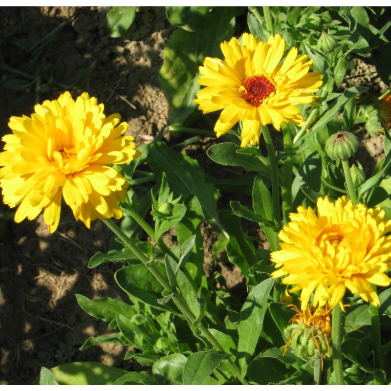 Ringelblume gelb Zierpflanze Blumen und Zierpflanzen