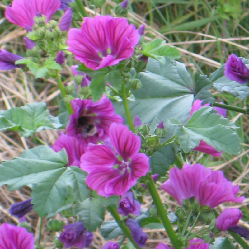Wilde Malve Zierpflanze Blumen und Zierpflanzen