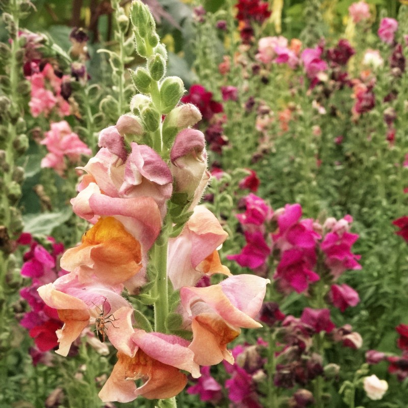 Löwenmaul hoch Rote Töne Blumen und Zierpflanzen