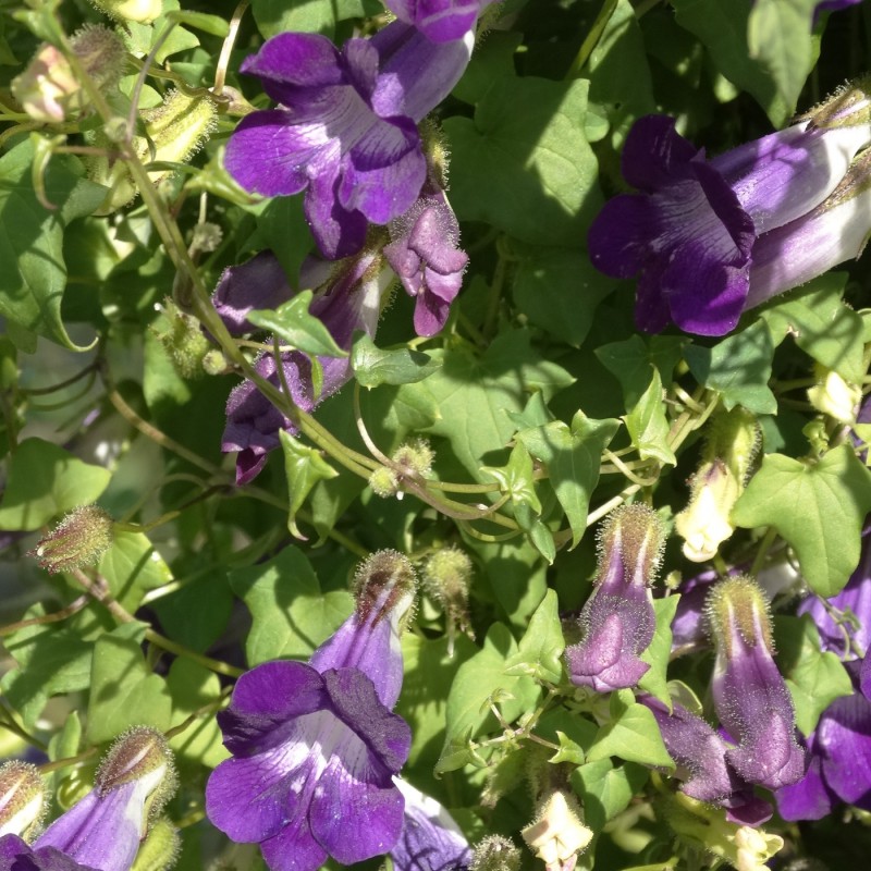 Löwenmäulchen, Kletter Zierpflanze Blumen und Zierpflanzen