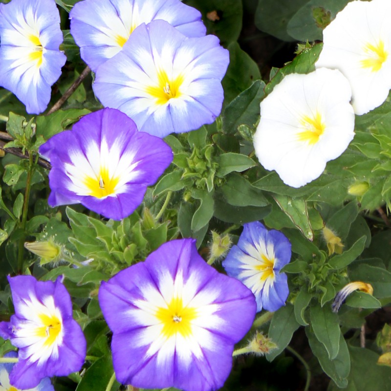 Winde Aufrechte Blumen und Zierpflanzen