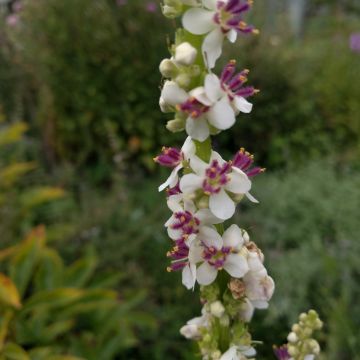 Österreichische Königskerze-Samen - Alba