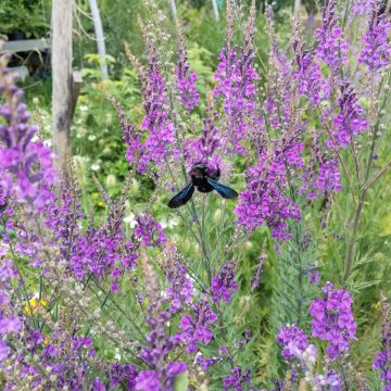 Purpur-Leinkraut-Samen - Zierpflanze