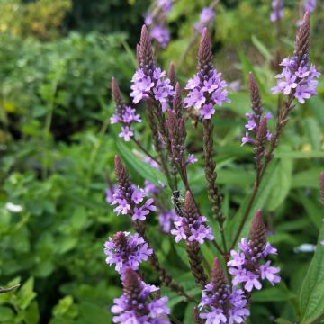 Lanzen-Eisenkraut-Samen, blau