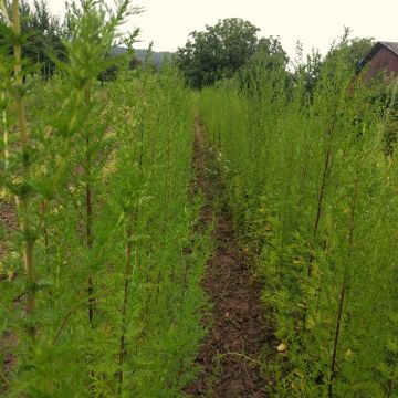 Beifuß-Samen, einjährig