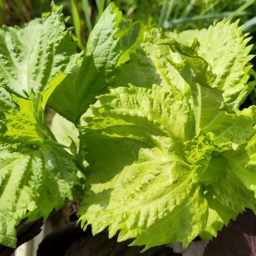 Perilla-Samen - Shiso Grün
