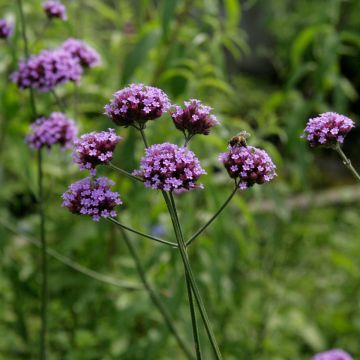 Patagonisches Eisenkraut-Samen