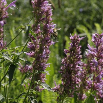 Zitronen-Agastache-Samen