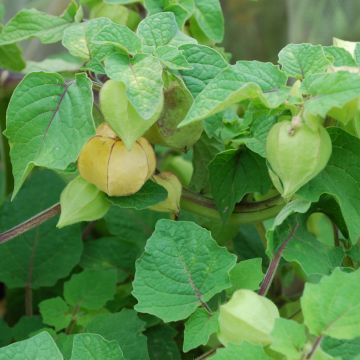 Ananaskirsche-Samen - Eigene Auslese