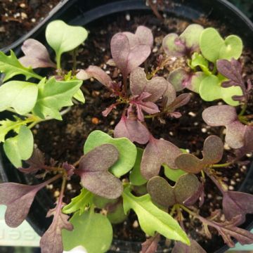Asia-Salat Mix-Samen