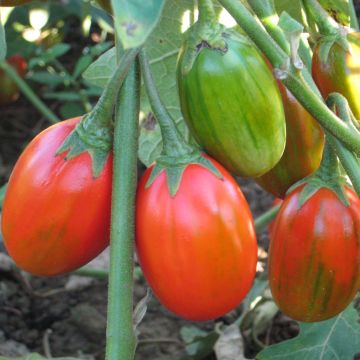 Auberginen-Samen, rot Afrikanische - Gilo Brasil