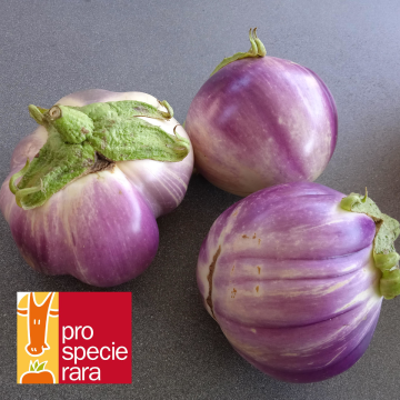 Auberginen-Samen  weiß-lila - Rotonda Bianca Sfumata di Rosa