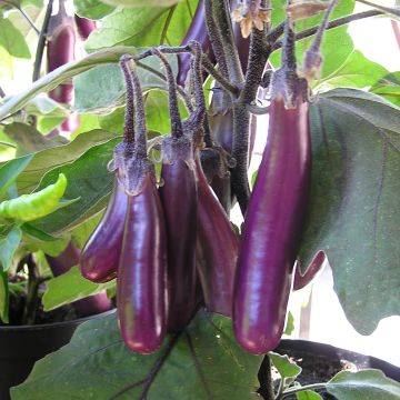 Aubergine-Samen violett - Slim Jim