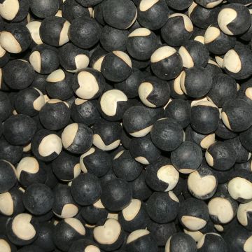 Ballonwein-Samen - Herzsamen