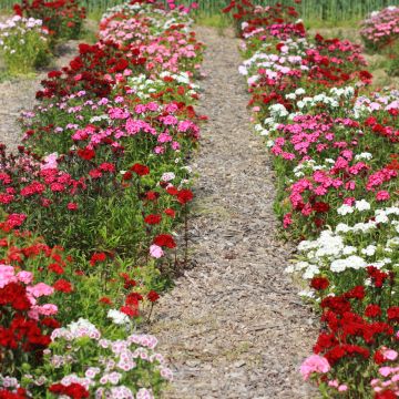 Bartnelke-Samen - Rote Mischung