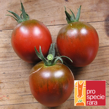Tomatensamen - Black Ethiopian