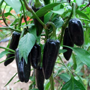 Chilisamen - Black Hungarian