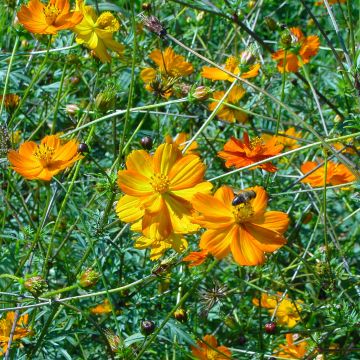 Cosmea-Samen - Orange