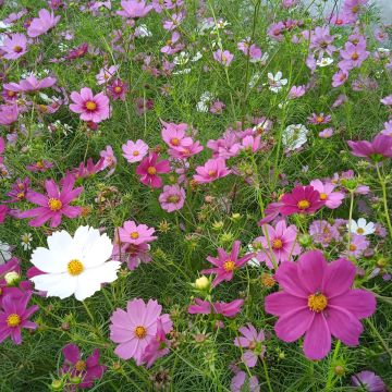 Cosmea-Samen - weiß-lila