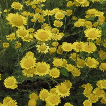 Färberhundskamille-Samen - Wildpflanze